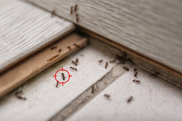 Best Ant Control Services  in Mexico, MO