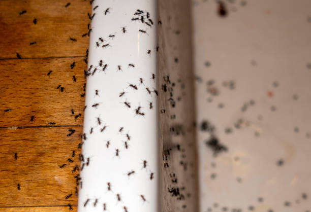 Best Pest Prevention Services  in Mexico, MO