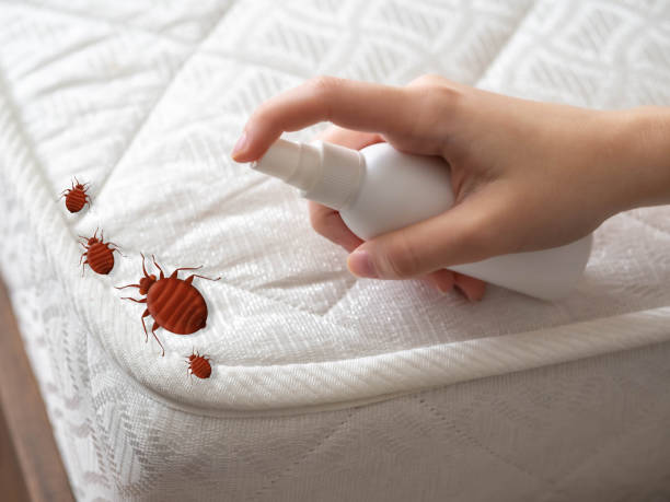 Best Emergency Pest Control  in Mexico, MO