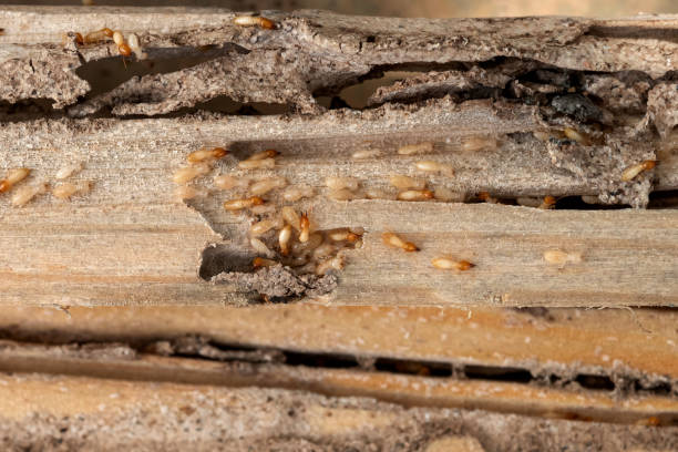 Best Pest Prevention Services  in Mexico, MO